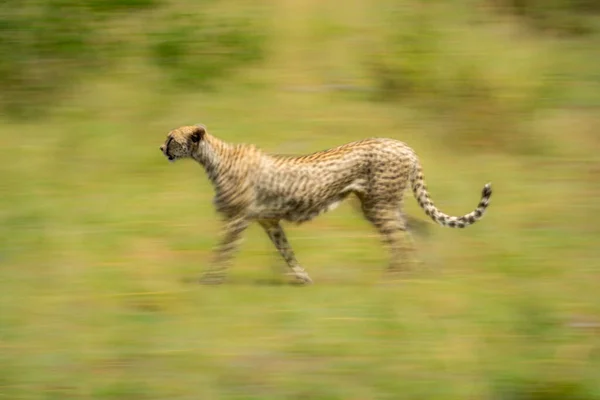 Slow Pan Female Cheetah Grass — Stock Photo, Image