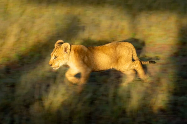 草の中のライオンの子の遅いパン — ストック写真