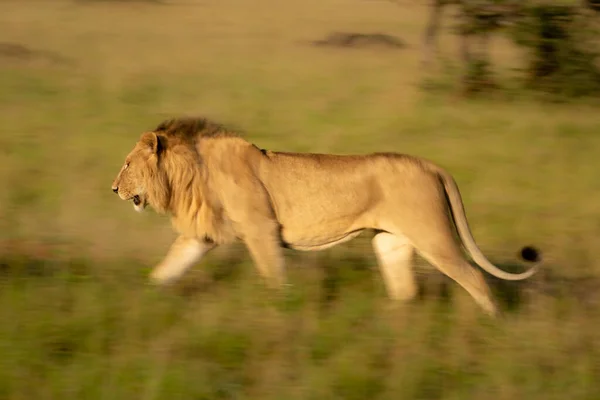 Langsame Durchquerung Der Savanne Durch Männliche Löwen — Stockfoto