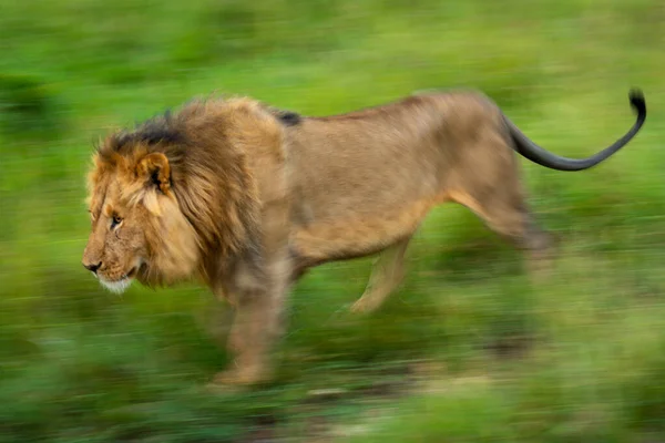 Langsamer Vorbeimarsch Männlicher Löwen — Stockfoto