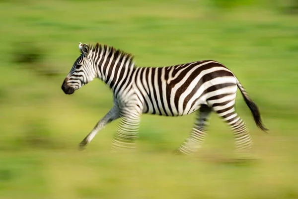 Síkság Zebra Lassú Serpenyője Savannah Ban — Stock Fotó