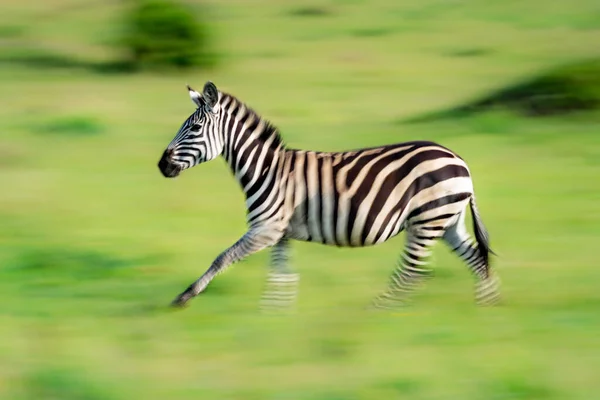 Wolna Patelnia Równin Zebra Sawannie — Zdjęcie stockowe