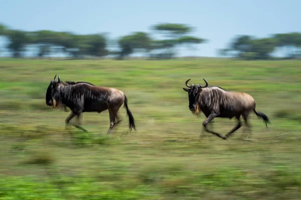 Sartén Lenta Dos Ñus Azules Galopantes — Foto de Stock