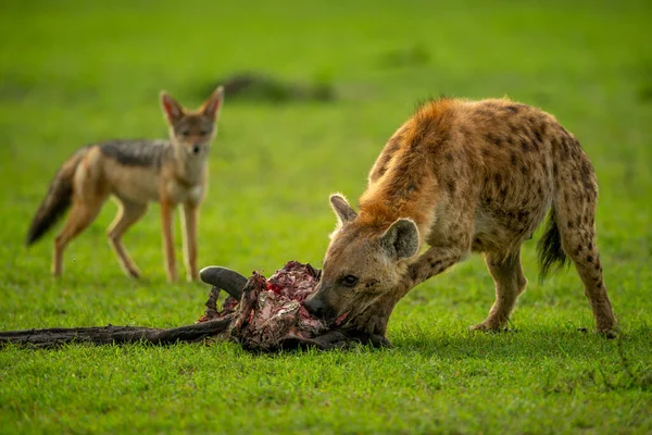 Skvrnitá Hyena Kouše Jatečně Upravené Tělo Sledované Šakalem — Stock fotografie