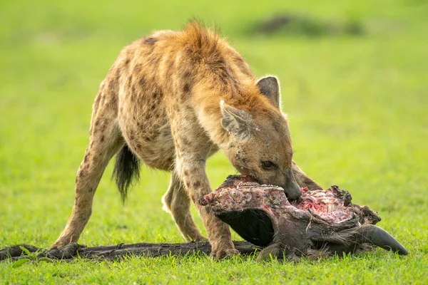 Skvrnitá Hyena Žvýká Jatečně Upravené Tělo Krátké Trávě — Stock fotografie