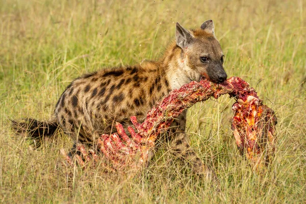 Skvrnitá Hyena Kříží Pastviny Krvavým Jatečně Upraveným Tělem — Stock fotografie