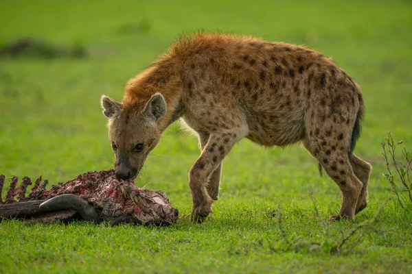 Skvrnitá Hyena Krmící Trávě — Stock fotografie