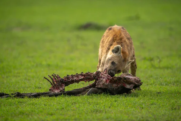 Skvrnitá Hyena Živící Pakambaly Pastvinách — Stock fotografie