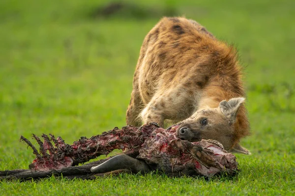Spotted Hyena Feed Wildebeest Grass — Stok Foto