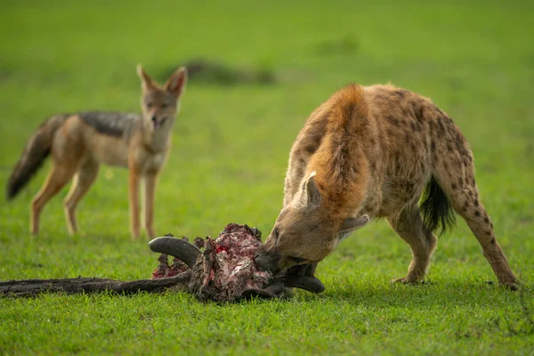 Skvrnitá Hyena Okusuje Tělo Sledované Šakalem — Stock fotografie