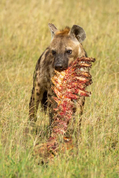 Skvrnitá Hyena Drží Krvavé Tělo Ústech — Stock fotografie