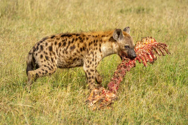 Skvrnitá Hyena Drží Zakrvácenou Kostru Trávě — Stock fotografie