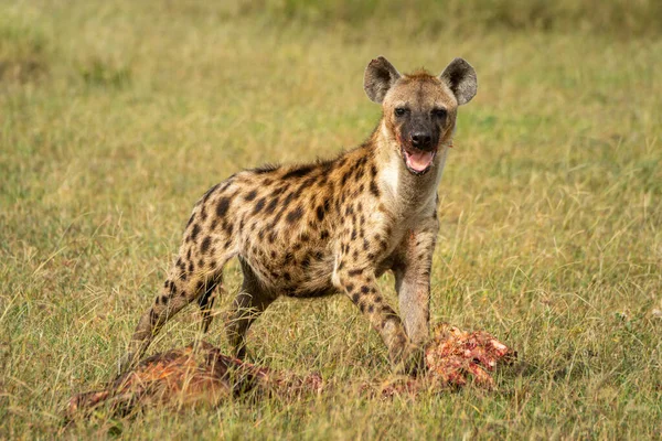Skvrnitá Hyena Vzhlédne Krvavého Těla — Stock fotografie