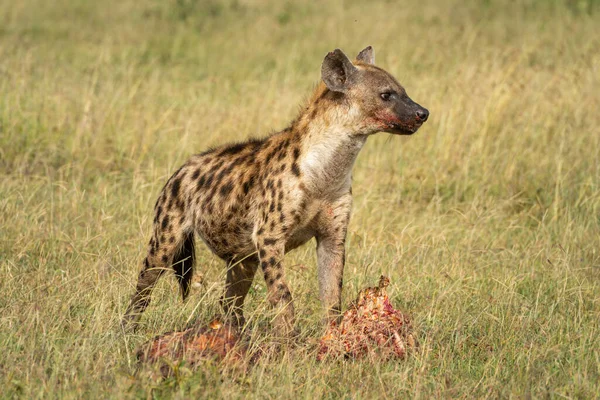 Spatřená Hyena Vzhlédne Krvavé Vraždy — Stock fotografie