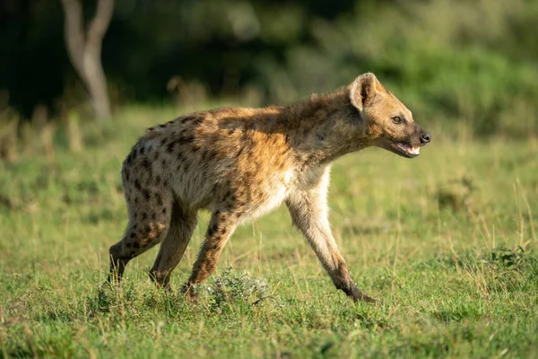 Spatřená Hyena Běžící Trávě Zábleskem Světla — Stock fotografie