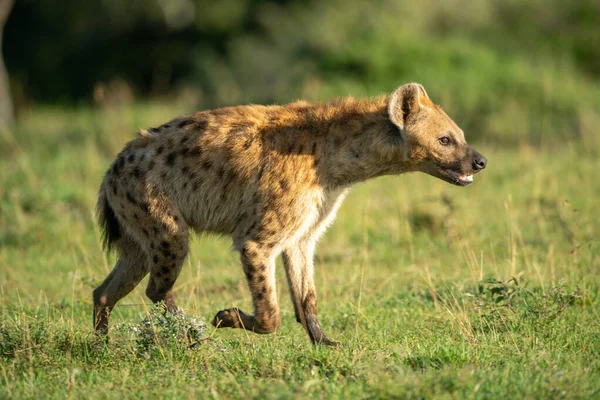 Hyène Aperçue Court Travers Herbe Avec Des Projecteurs — Photo