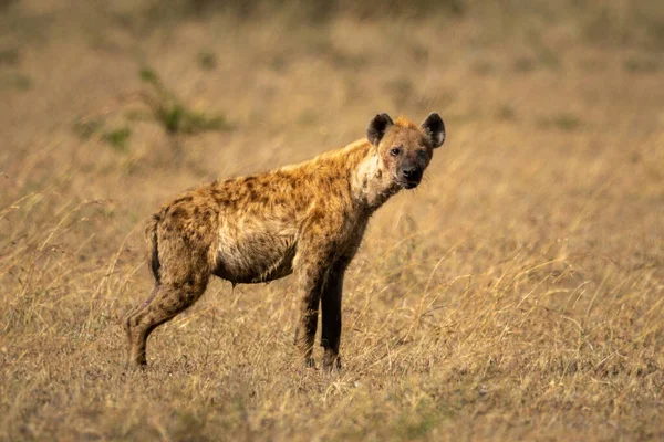 Hyène Repéré Tient Dans Savane Caméra Oculaire — Photo