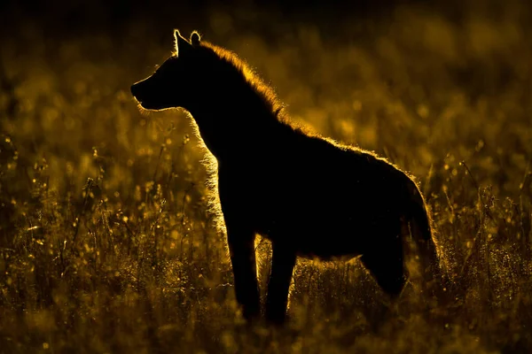Gespot Hyena Staat Silhouet Lang Gras — Stockfoto