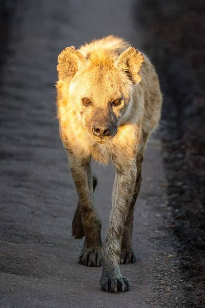 Spotted hyena walks along track towards camera