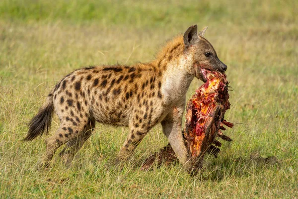 Spatřená Hyena Kráčí Mršinou Savaně — Stock fotografie
