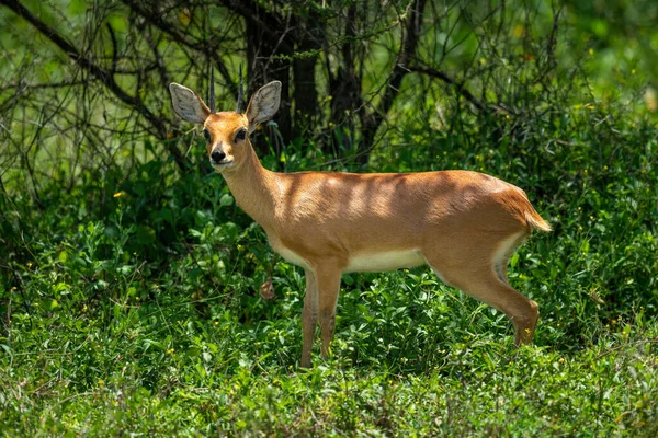 Steenbok Stands Turning Head Leafy Bushes — Stock Photo, Image