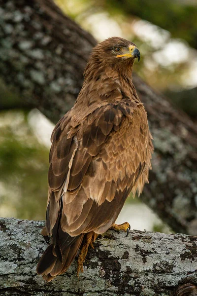 Steppe Orel Sedí Větvi Natahuje Krk — Stock fotografie