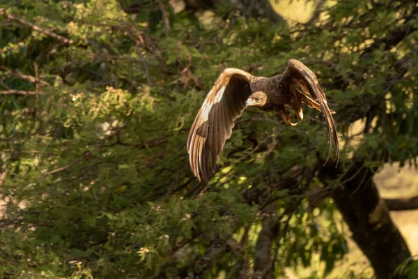 Степовий Орел Підсвічуванням Літає Дерева — стокове фото
