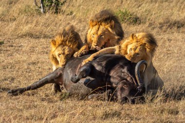 Cape Buffalo 'da üç erkek aslan besleniyor.