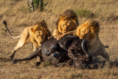 Cape Buffalo 'da üç erkek aslan besleniyor.