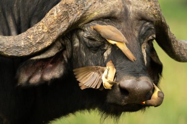 Cape Buffalo Head 'de üç sarı gagalı öküz.