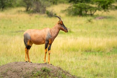 Topi profildeki toprak tümseğin üzerinde duruyor