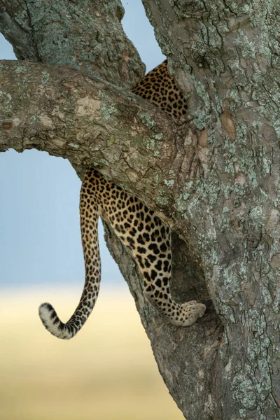 Tail Hindquarters Leopard Climbing Tree — Stock Photo, Image