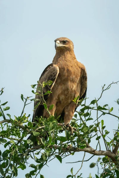 Tawny Adler Auf Zweig Unter Blauem Himmel — Stockfoto