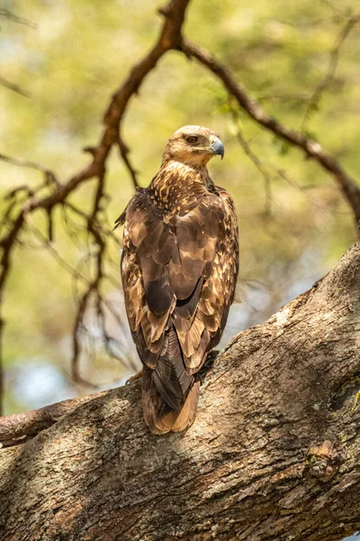 Tawny Kartal Sağa Bakan Dala Tünemiş — Stok fotoğraf