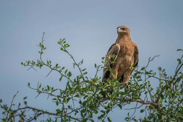 Tawny Eagle Tree Blue Sky — Stock Photo, Image