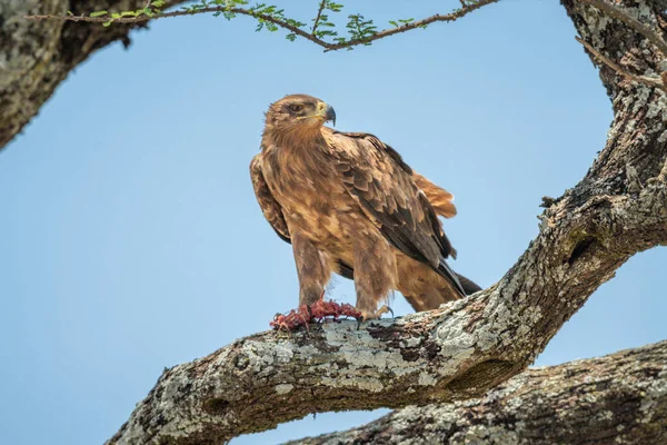 Tawny Águia Poleiros Ramo Com Presas — Fotografia de Stock