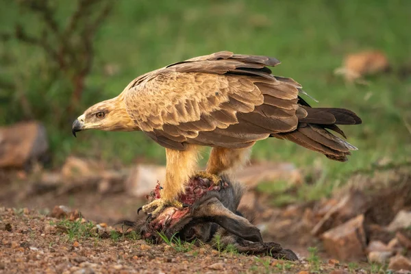 Tawny Águila Posa Matar Cabeza Que Baja —  Fotos de Stock