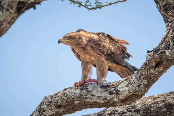 Tawny Eagle Perching Branch Prey — Stock Photo, Image
