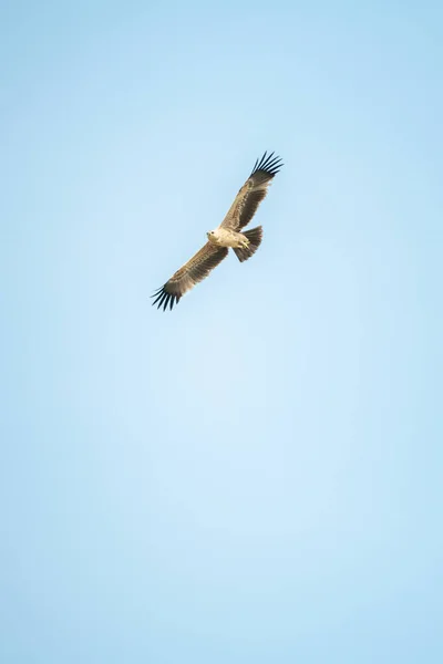 Tawny Kartal Süzülür Kusursuz Mavi Gökyüzünde — Stok fotoğraf