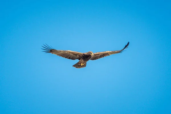 Tawny Kartal Süzülür Kusursuz Mavi Gökyüzünün Altında — Stok fotoğraf