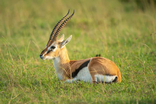 Thomson Gazelle Lies Grass Facing Left — Stock Photo, Image
