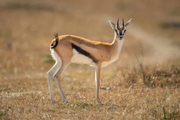 Thomson Gazelle Stojí Savaně Pozoruje Kameru — Stock fotografie