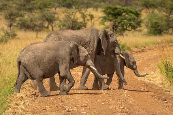 Three African elephants cross dirt road together