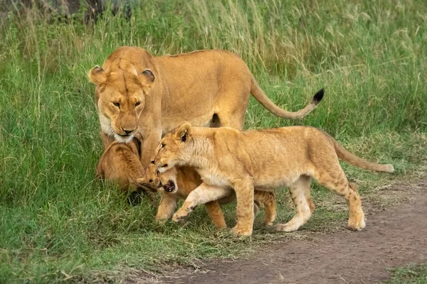 Trzy Młode Bawią Się Lwicą Trawie — Zdjęcie stockowe