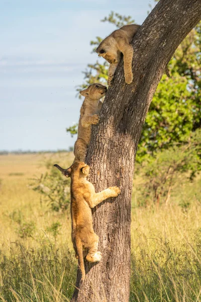 Three lion cubs climb tree in savannah