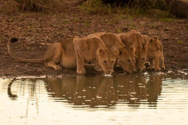 三只母狮在池塘边喝小狮子 — 图库照片