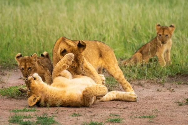 三只狮子宝宝和另一只狮子打斗 — 图库照片