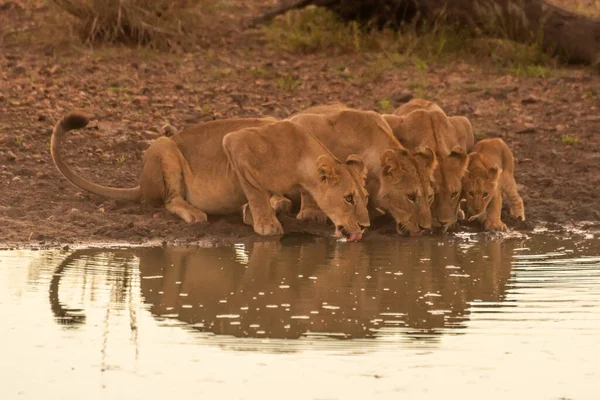 Three Lionesses Drink Pond Cub — Stock Photo, Image