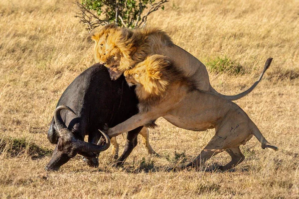 Drei Männliche Löwen Greifen Büffel Von Hinten — Stockfoto