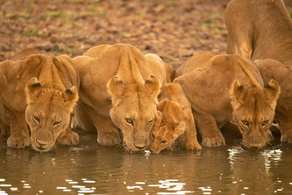 Tres Leonas Yacen Bebiendo Agua Por Cachorro —  Fotos de Stock